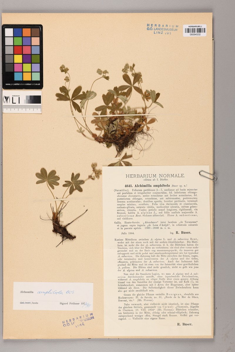 Alchemilla amphibola photo 2