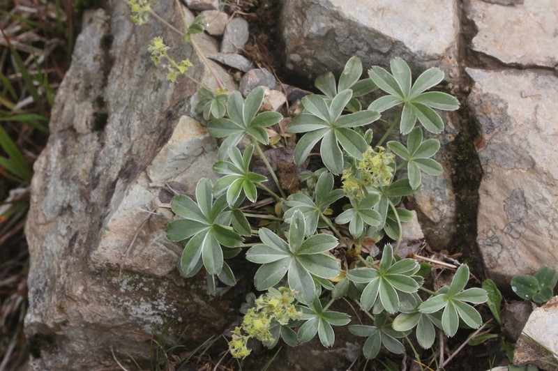 Alchemilla amphisericea