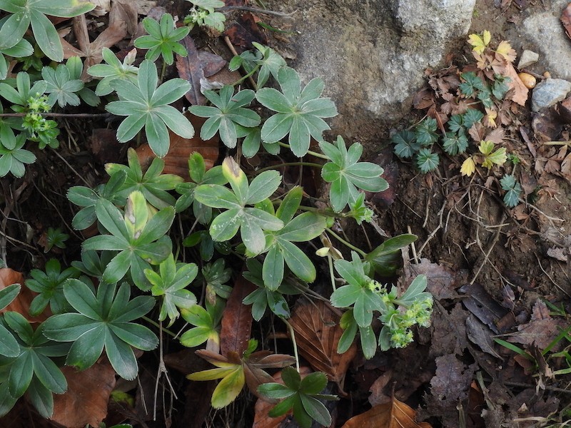 Alchemilla amphisericea photo 2