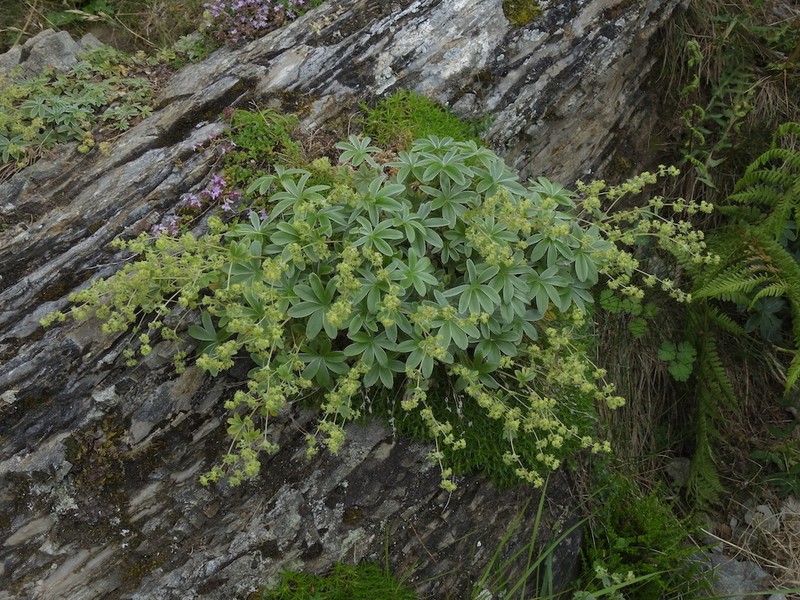 Alchemilla amphisericea photo 3