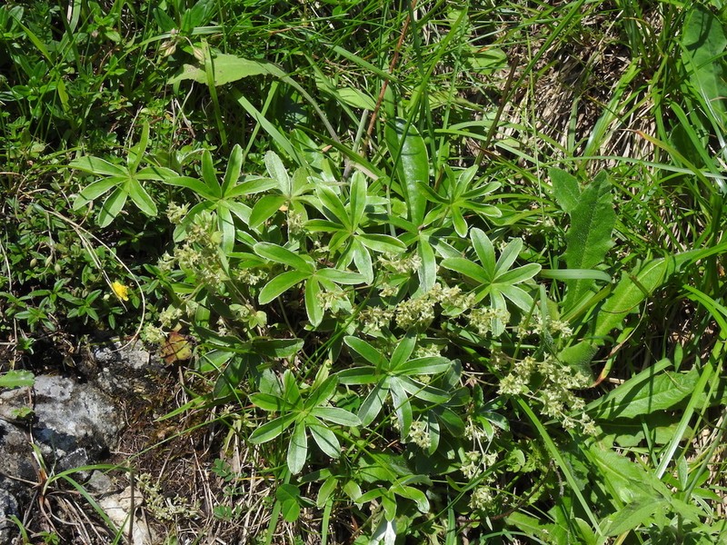 Alchemilla amphisericea photo 4