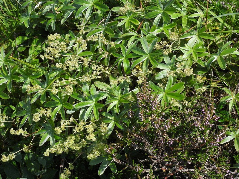 Alchemilla amphisericea photo 5