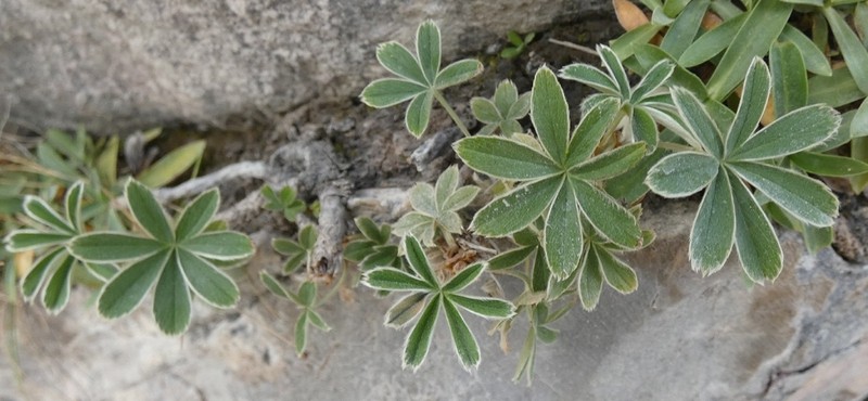 Alchemilla amphisericea photo 6