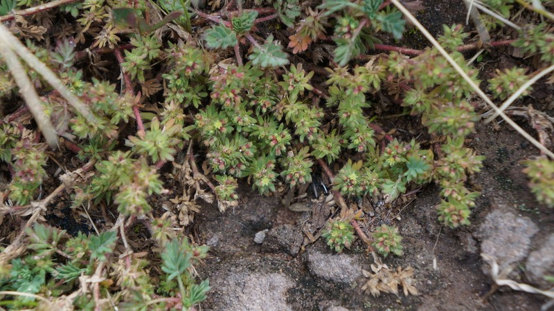 Alchemilla andina