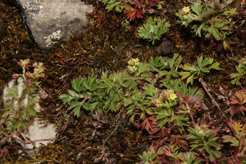 Alchemilla andina photo 2