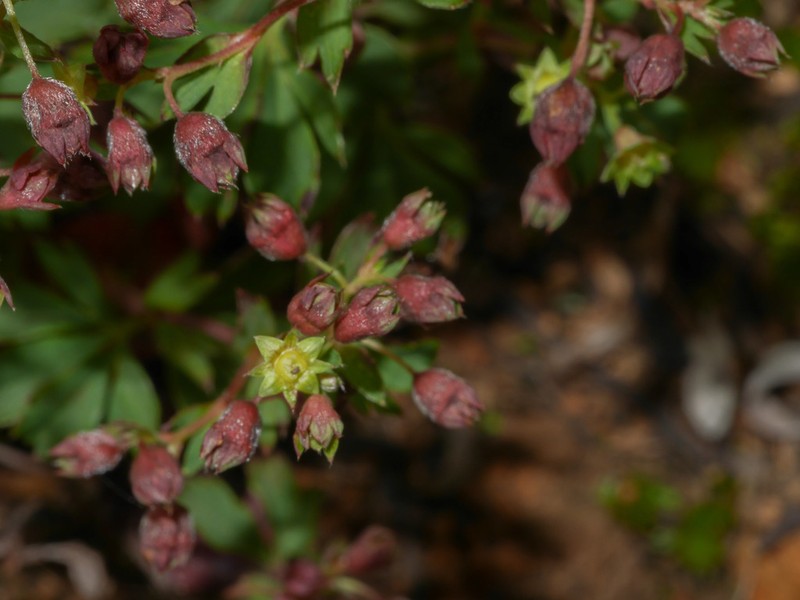 Alchemilla andina photo 3