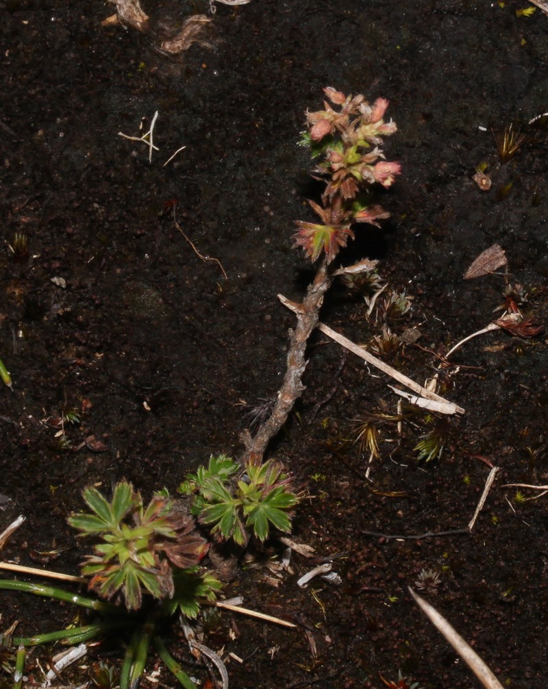 Alchemilla andina photo 4