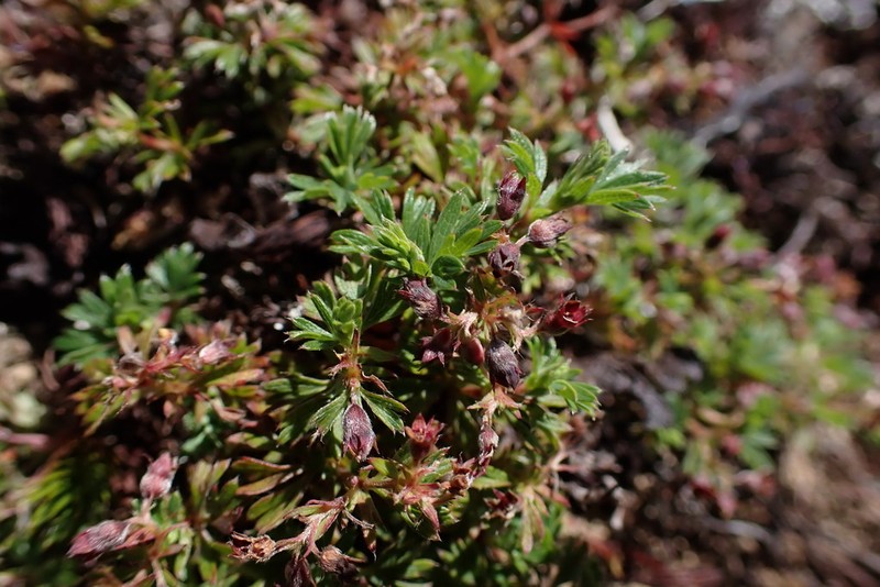 Alchemilla andina photo 5