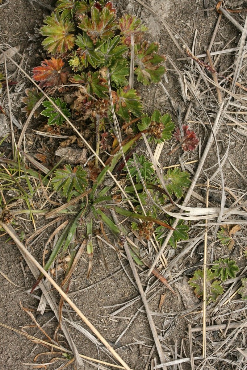 Alchemilla andina photo 6