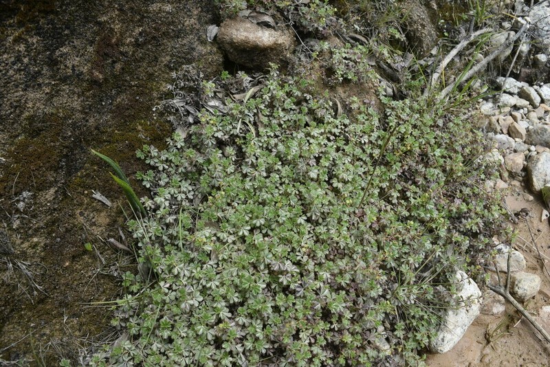 Alchemilla andina photo 7