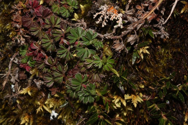 Alchemilla andina photo 8