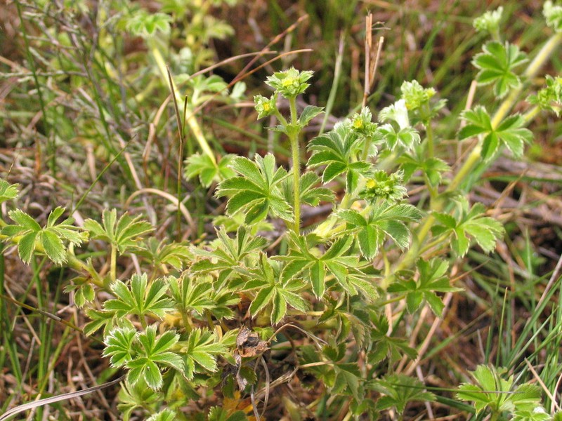 Alchemilla andringitrensis photo 2