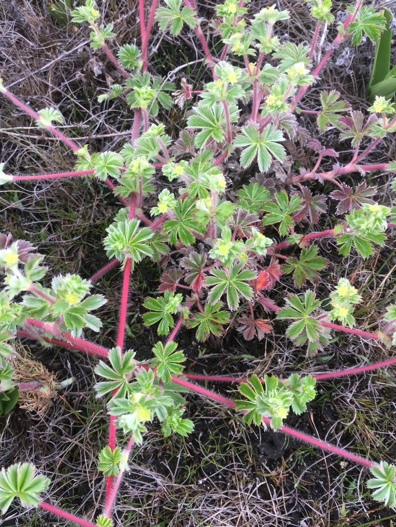 Alchemilla andringitrensis photo 3