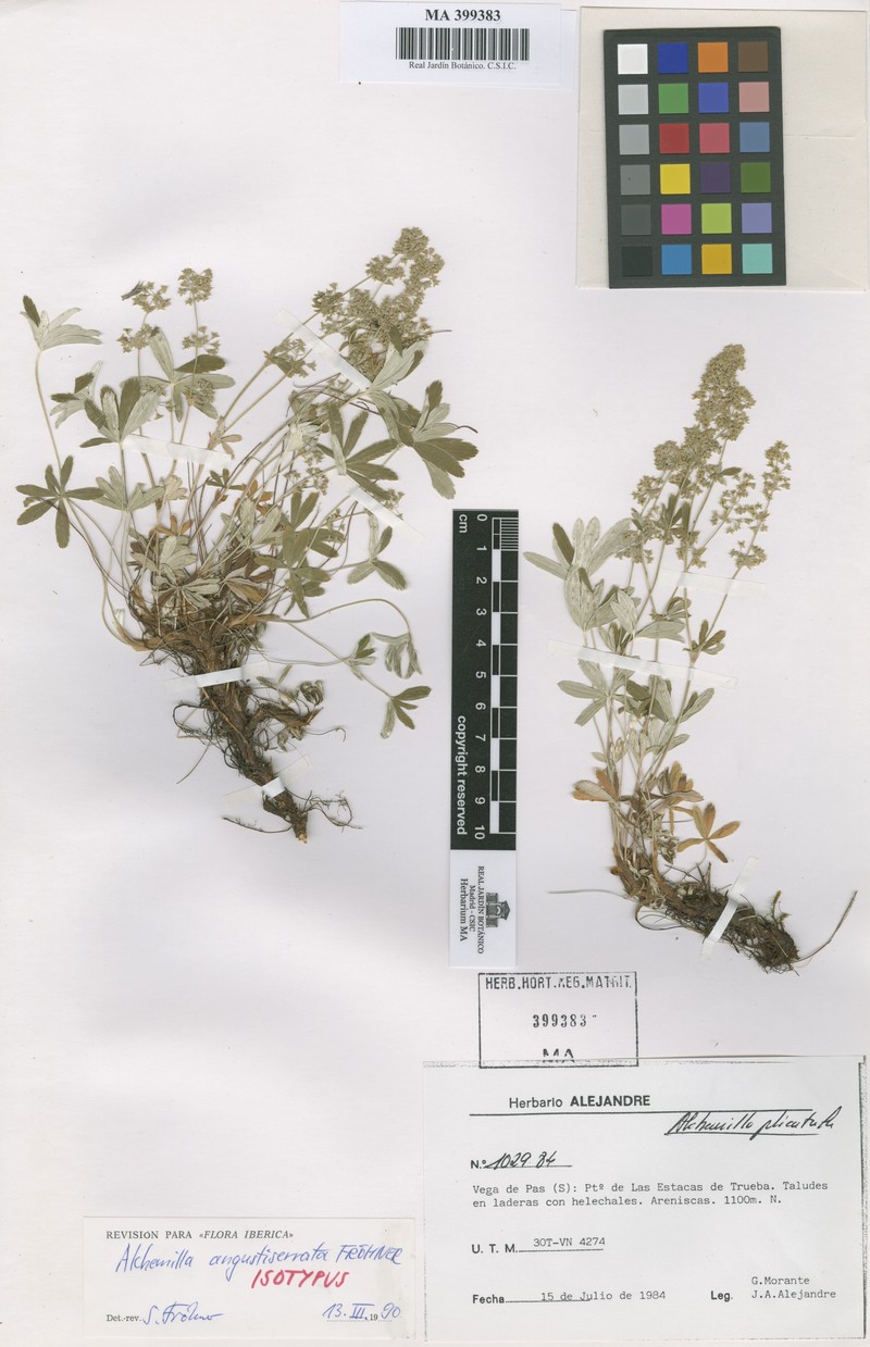 Alchemilla angustiserrata