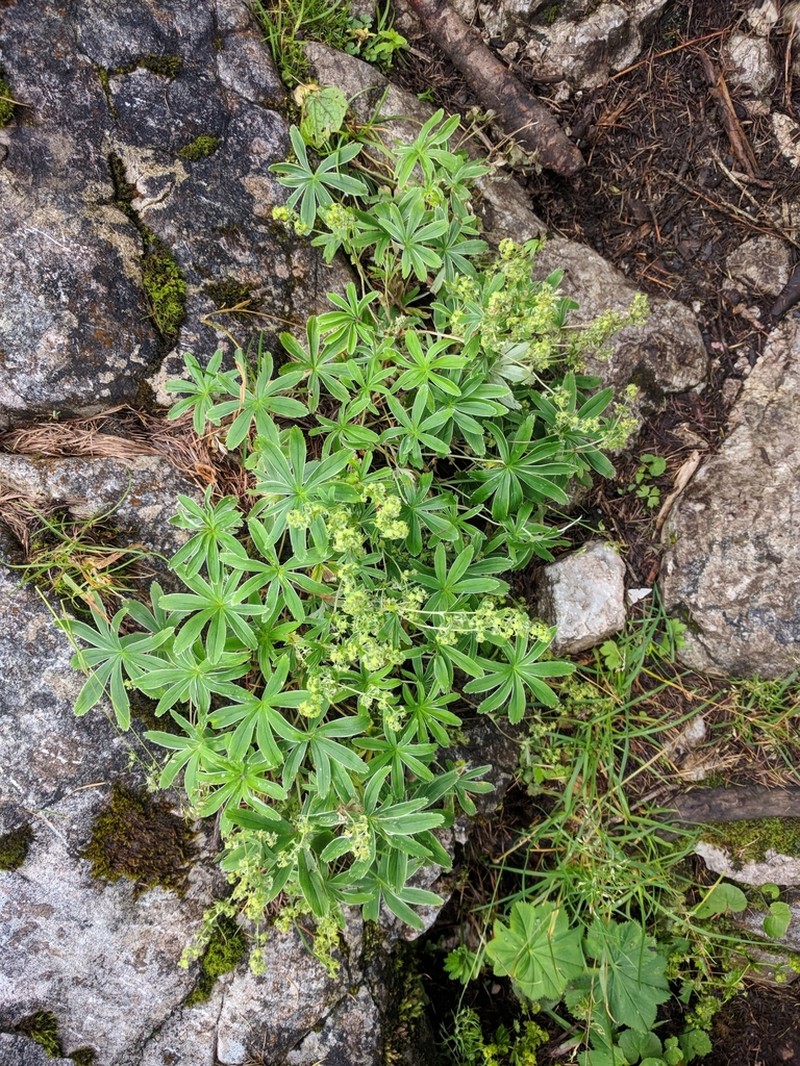 Alchemilla anisiaca