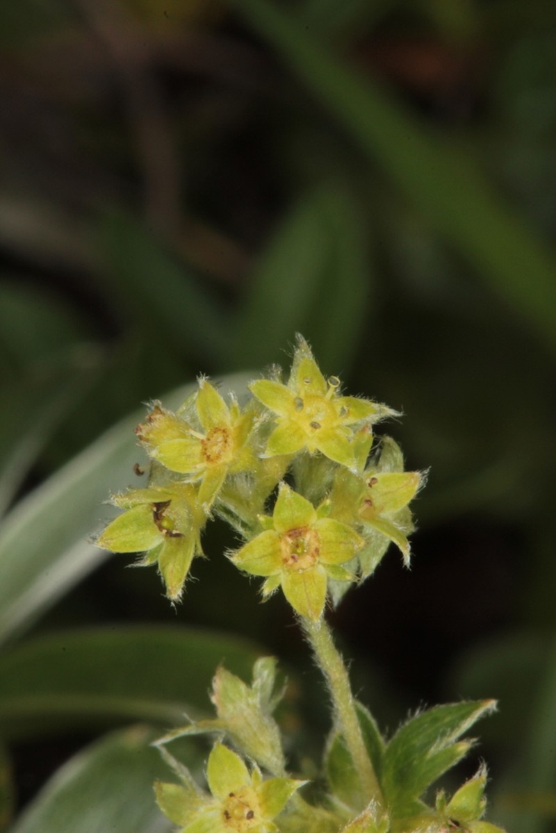 Alchemilla anisiaca photo 2