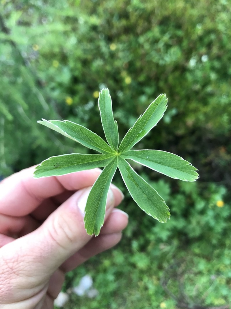 Alchemilla anisiaca photo 3