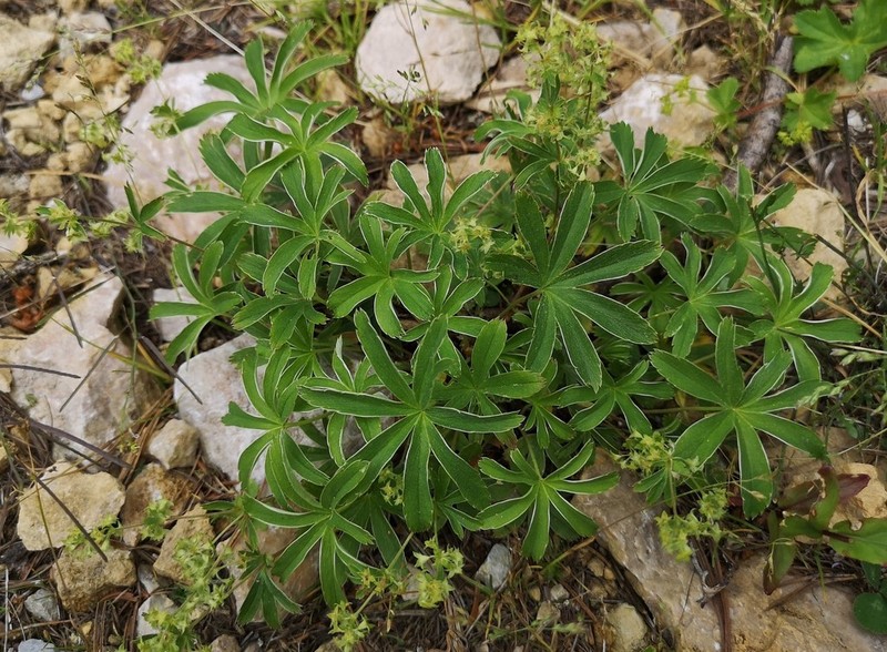 Alchemilla anisiaca photo 4