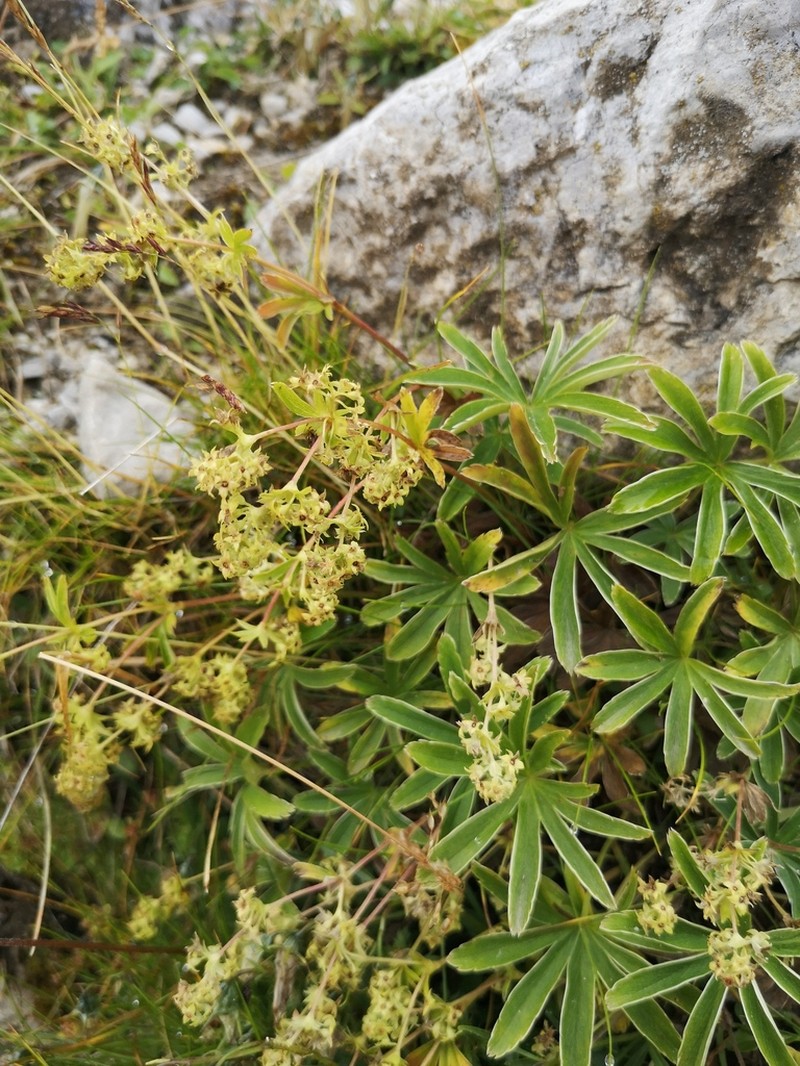 Alchemilla anisiaca photo 5