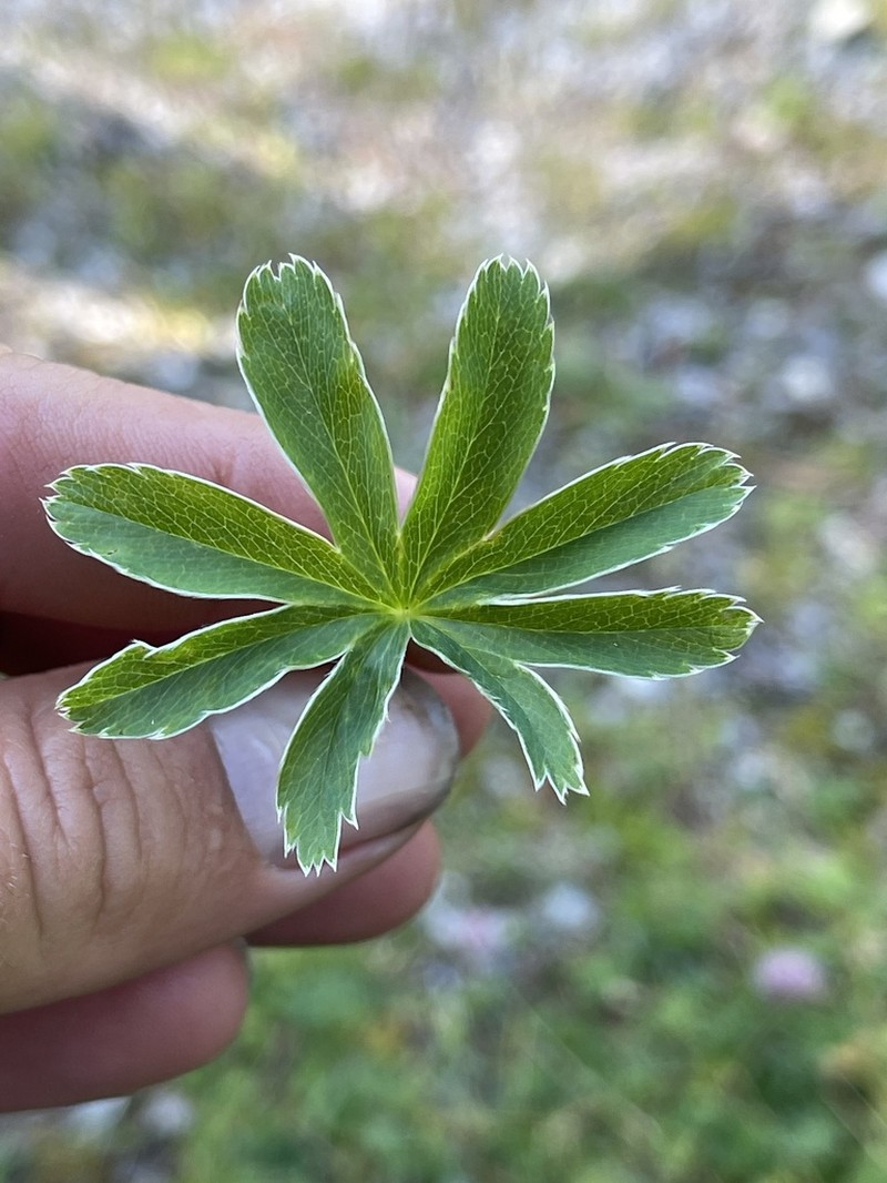 Alchemilla anisiaca photo 6