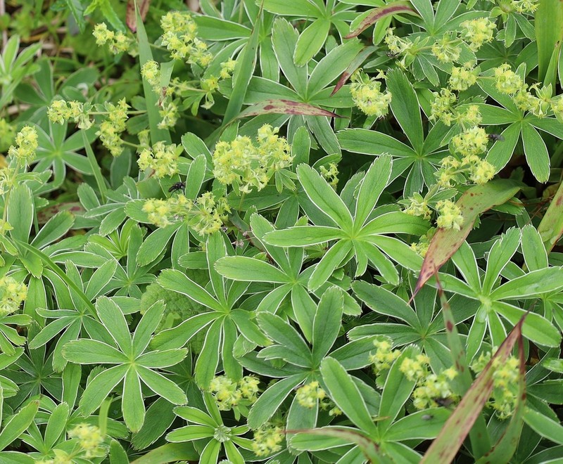 Alchemilla anisiaca photo 7