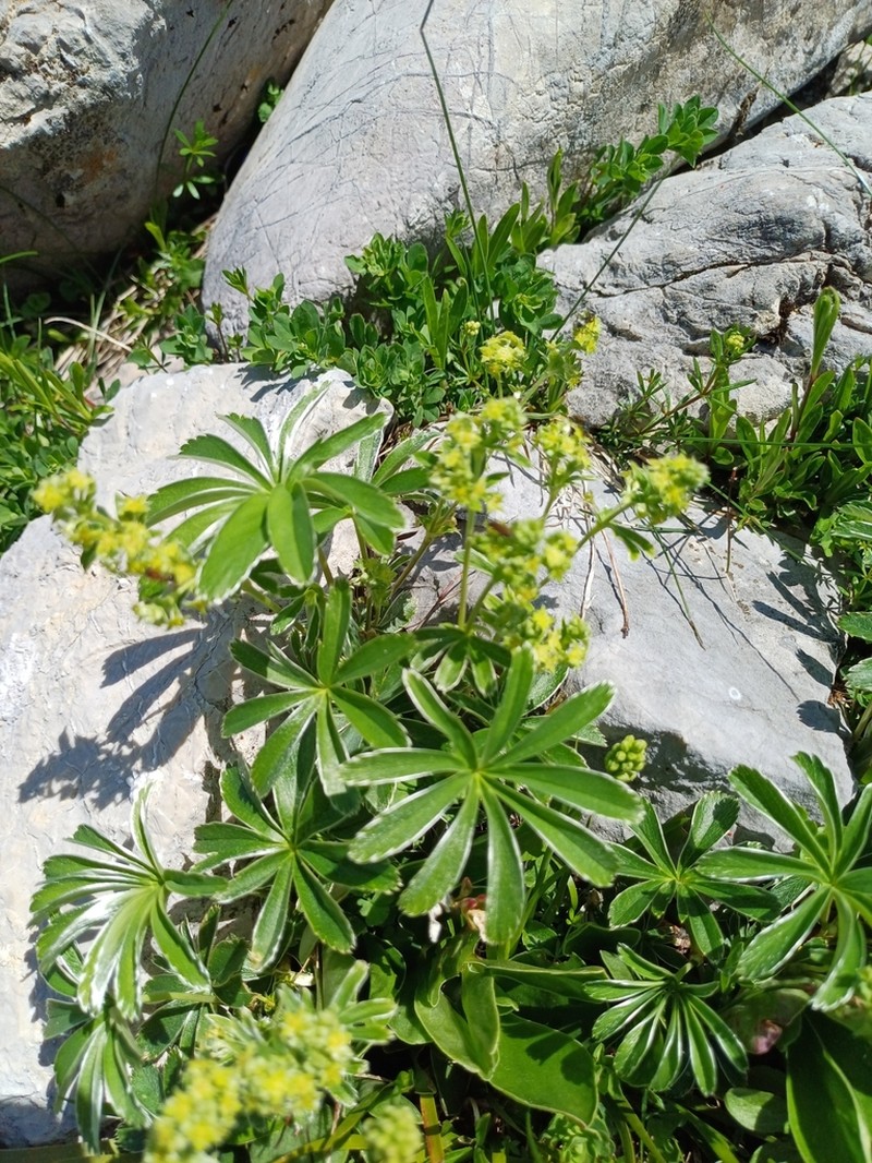 Alchemilla anisiaca photo 8