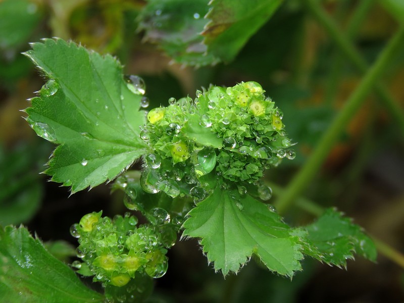 Alchemilla anisopoda photo 2