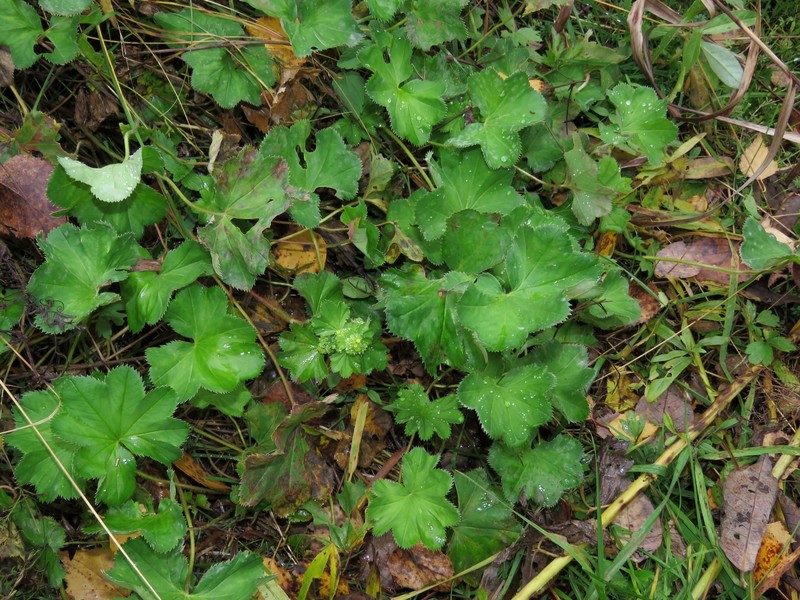 Alchemilla anisopoda photo 2