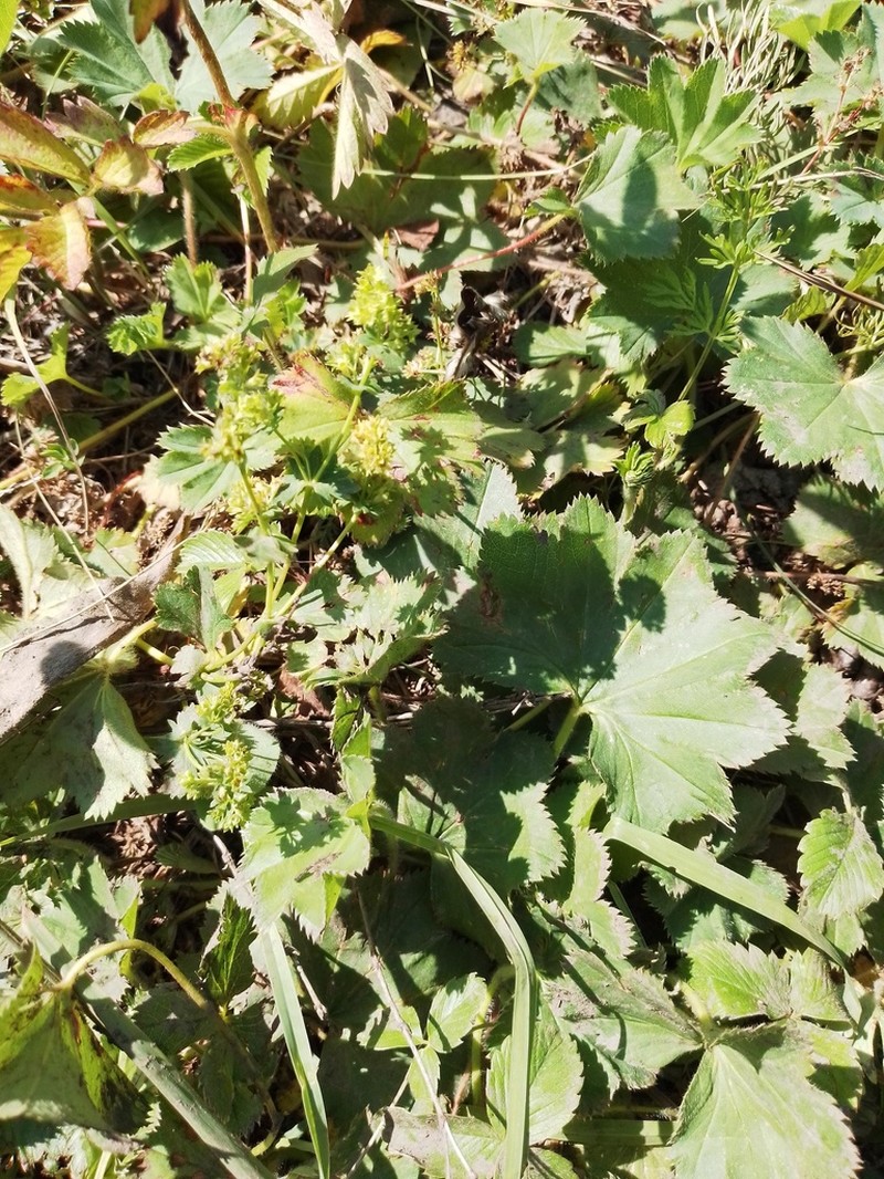 Alchemilla aperta