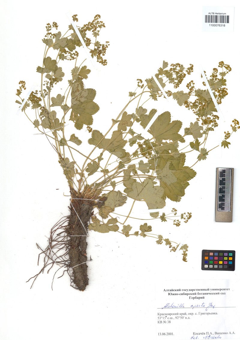 Alchemilla aperta
