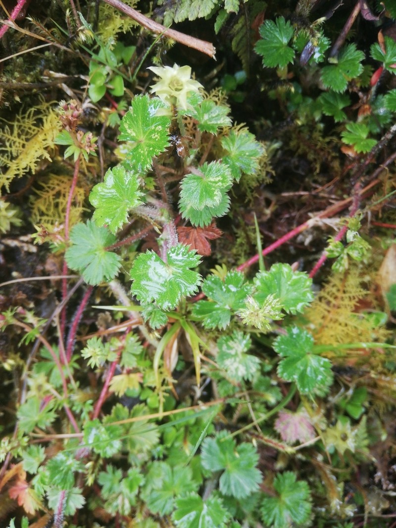Alchemilla aphanoides