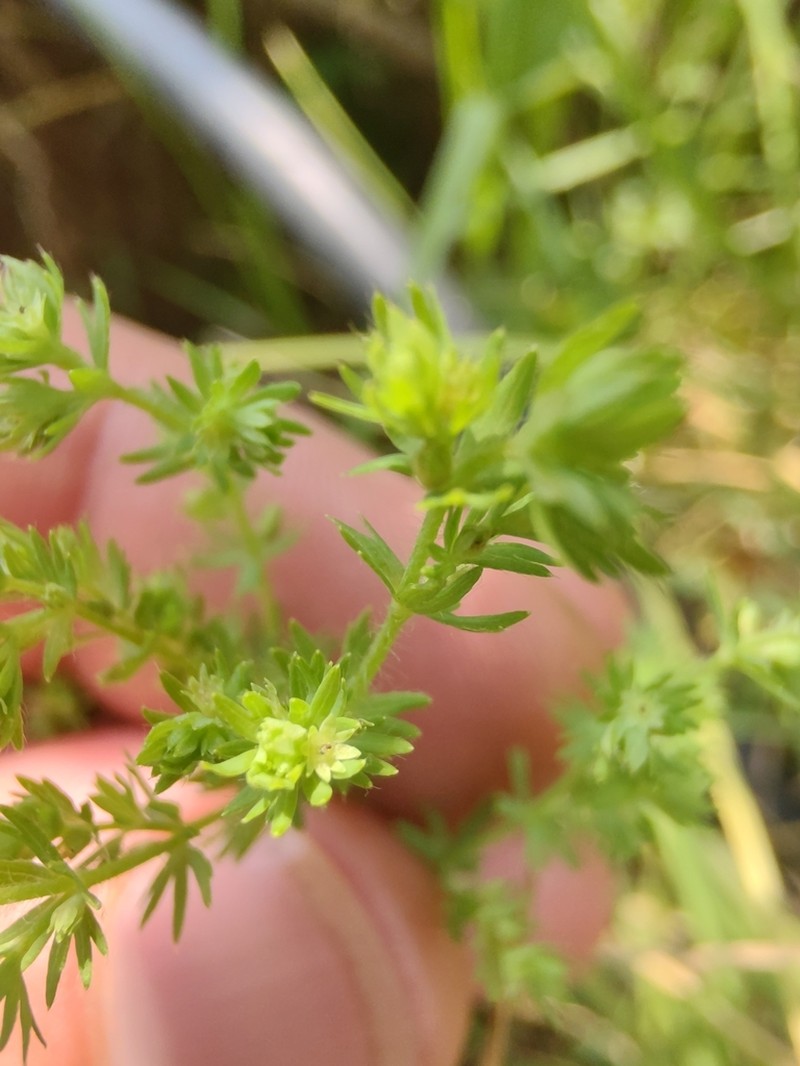 Alchemilla aphanoides photo 4