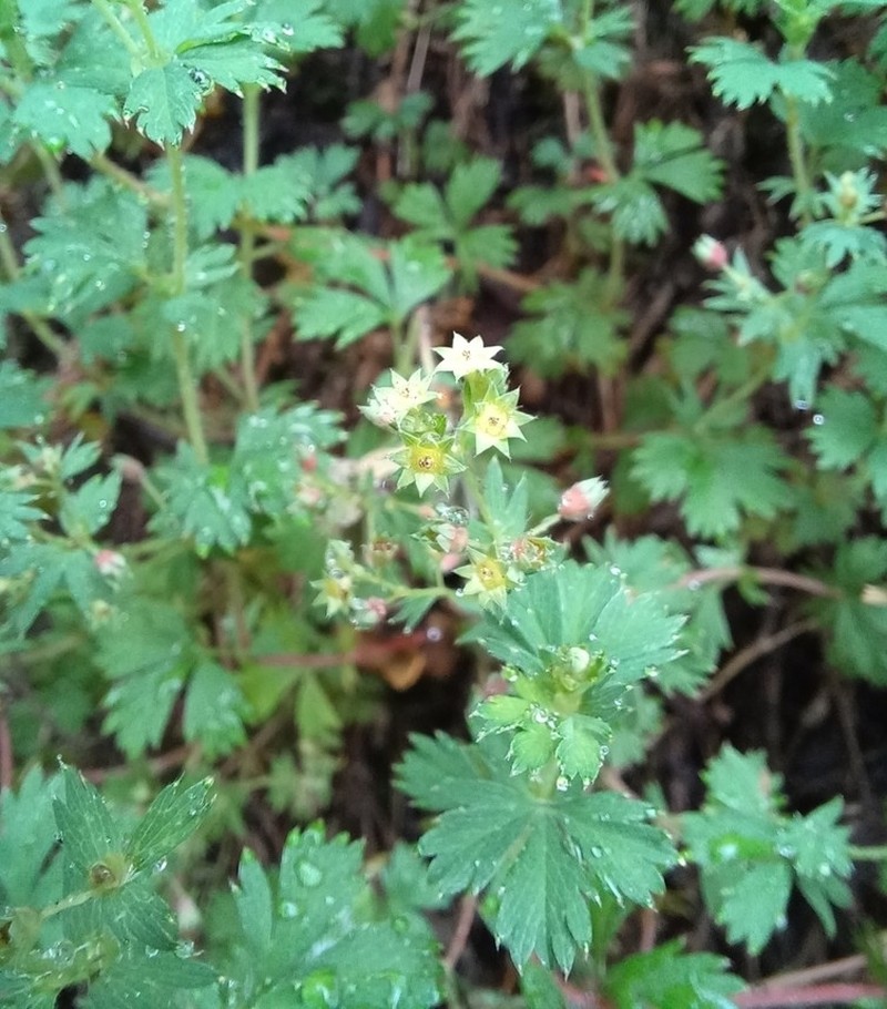 Alchemilla aphanoides photo 5