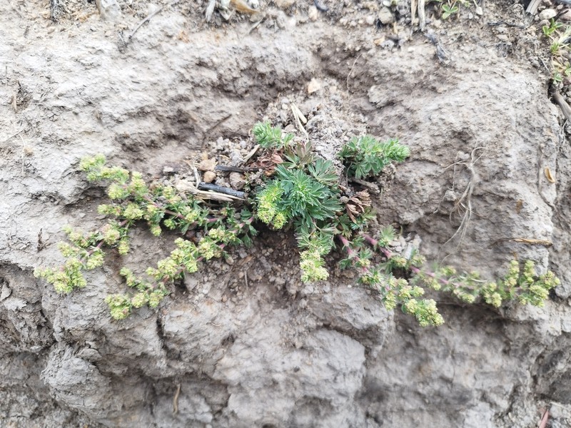 Alchemilla aphanoides photo 6