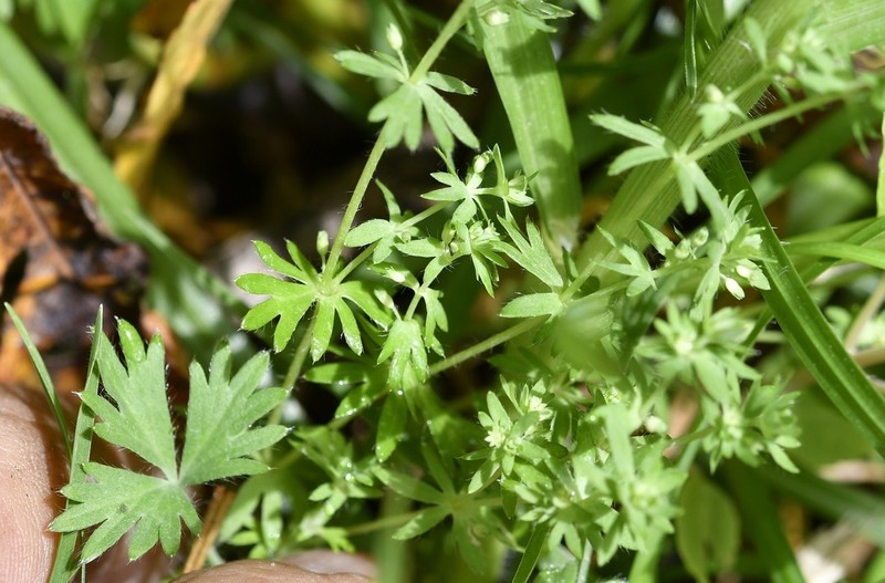 Alchemilla aphanoides photo 7