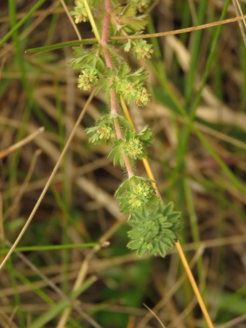 Alchemilla aphanoides photo 8