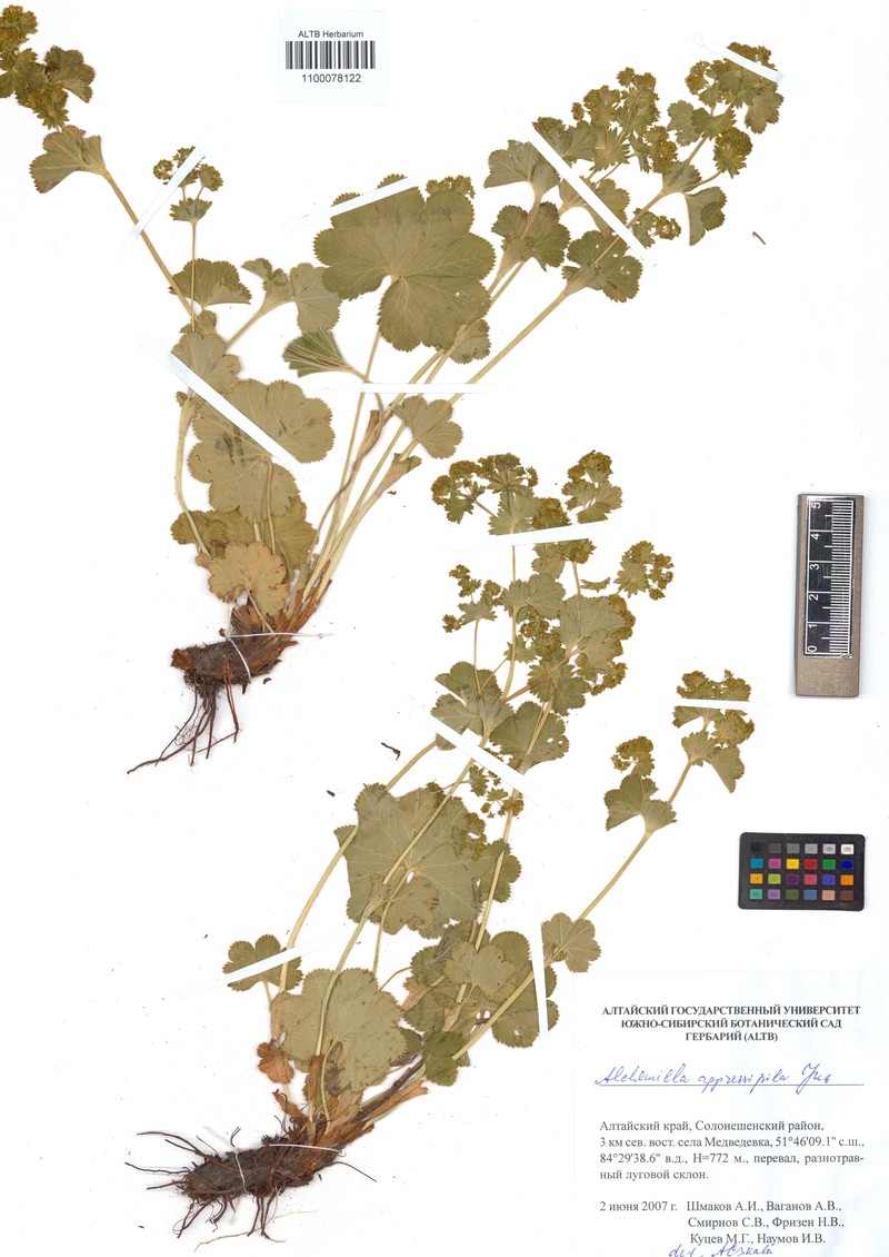 Alchemilla appressipila