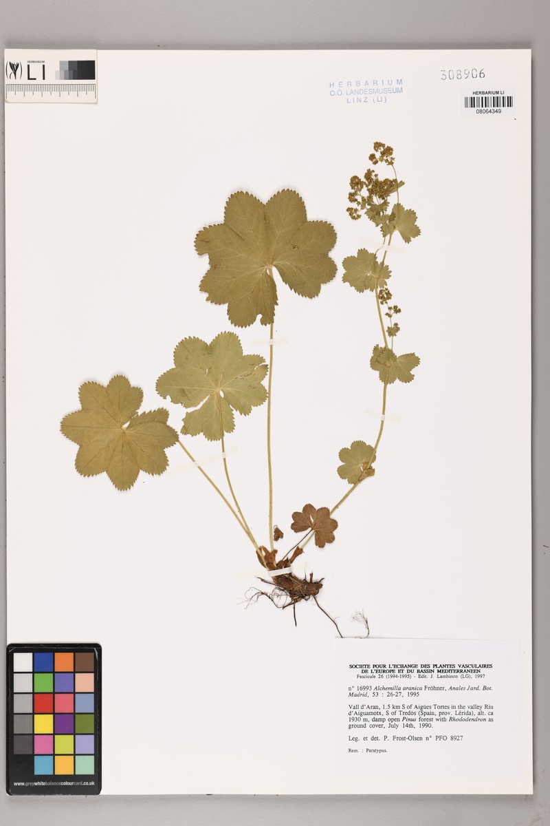 Alchemilla aranica photo 2