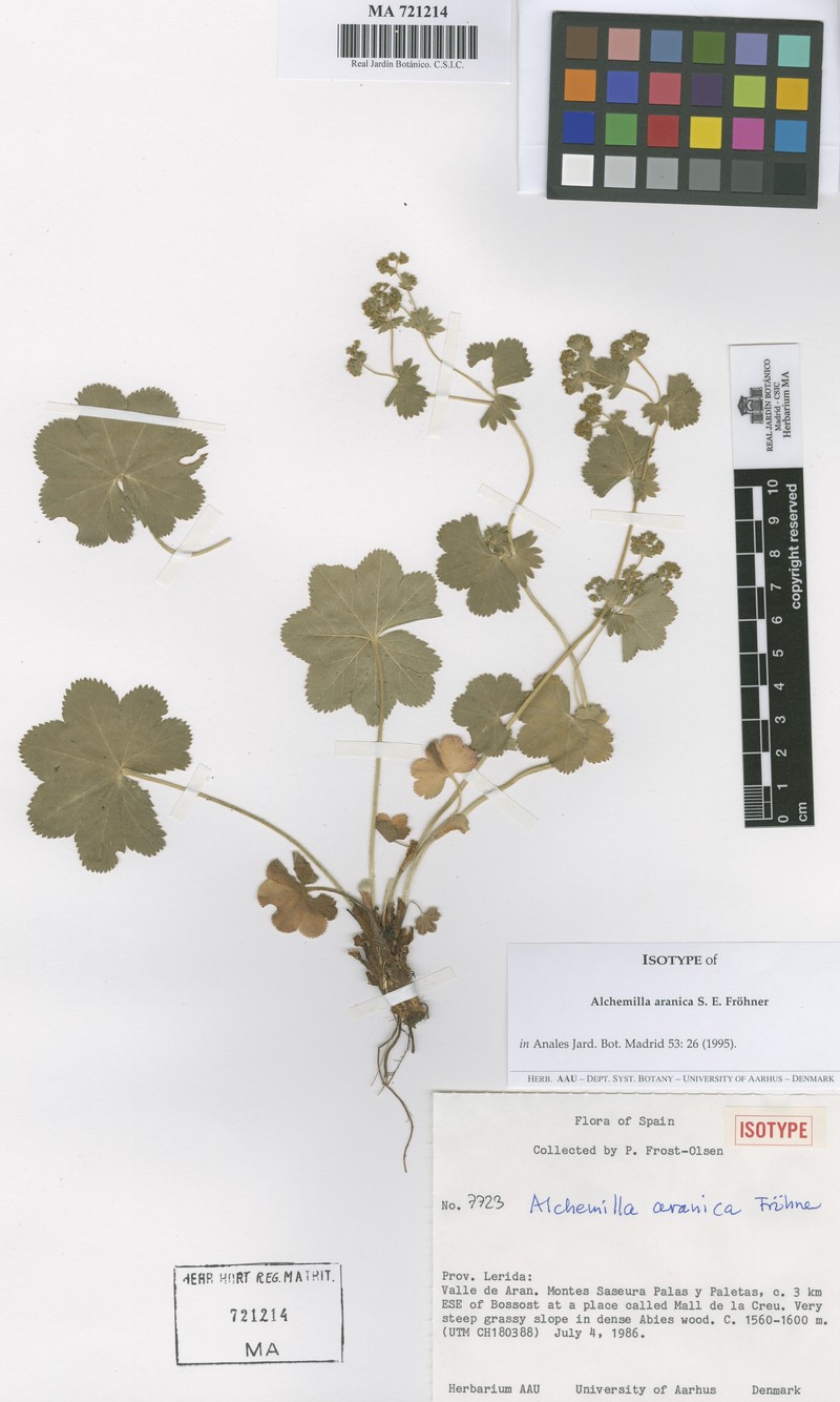 Alchemilla aranica