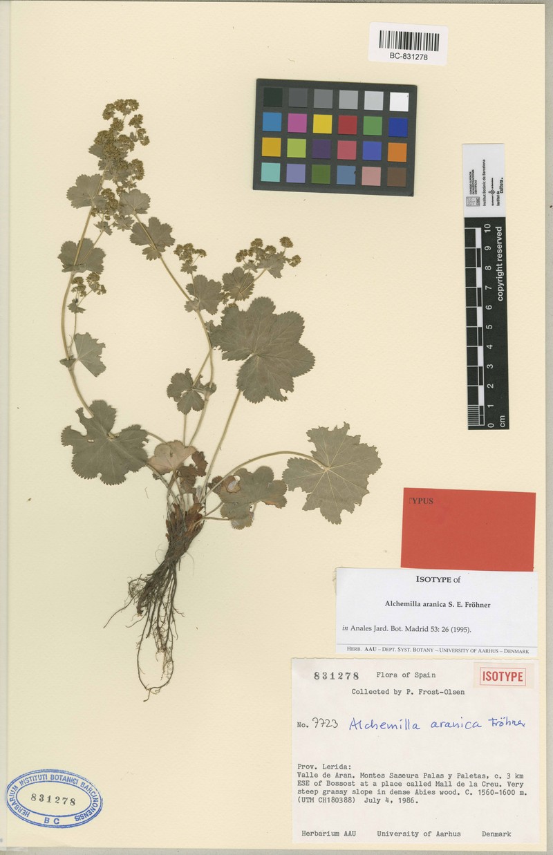 Alchemilla aranica photo 2