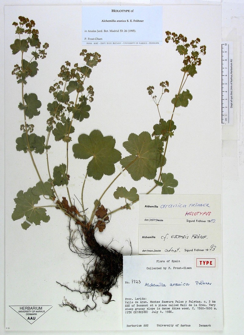Alchemilla aranica photo 3