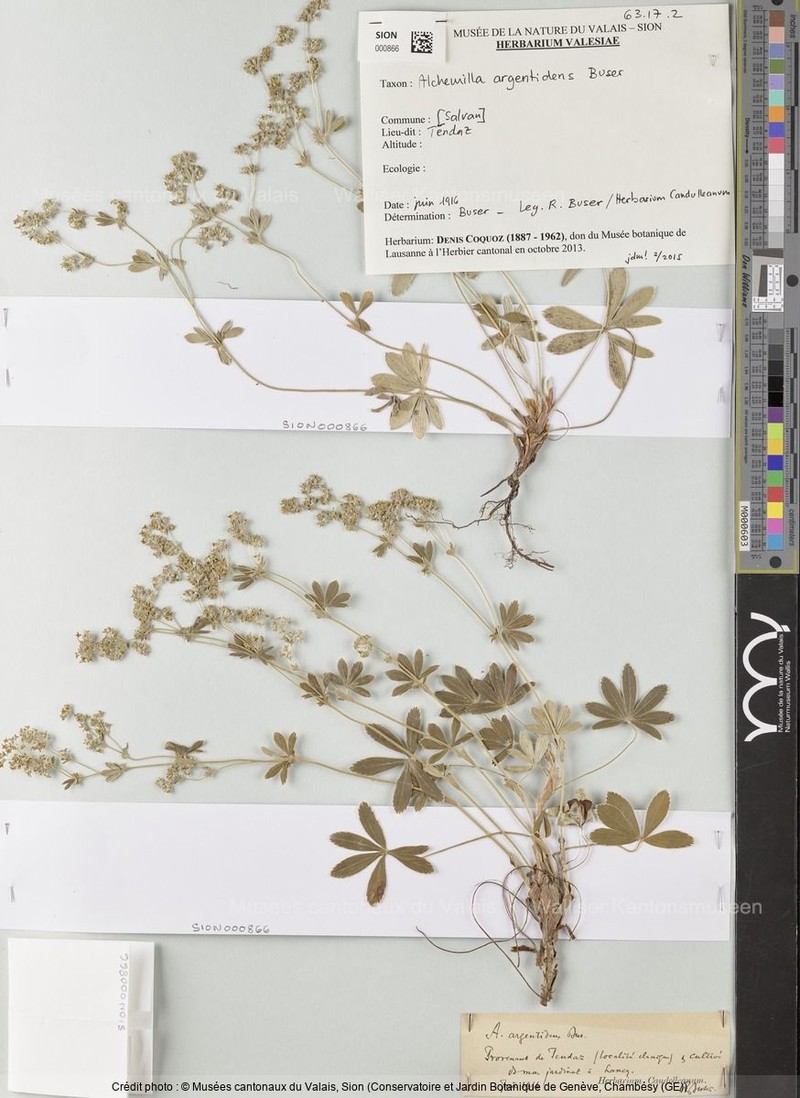 Alchemilla argentidens