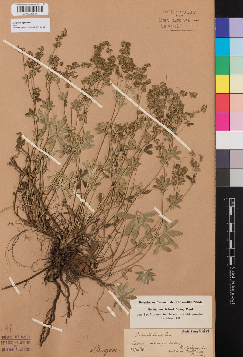Alchemilla argentidens photo 2