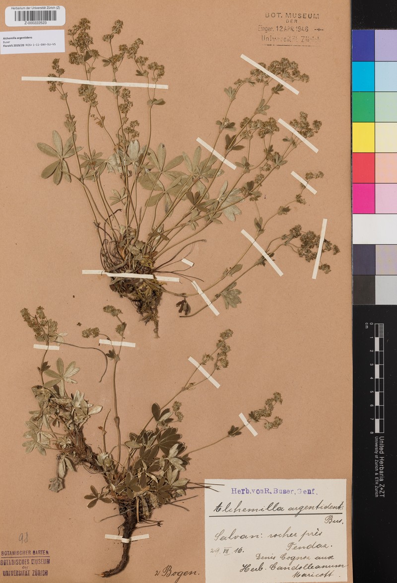 Alchemilla argentidens photo 3