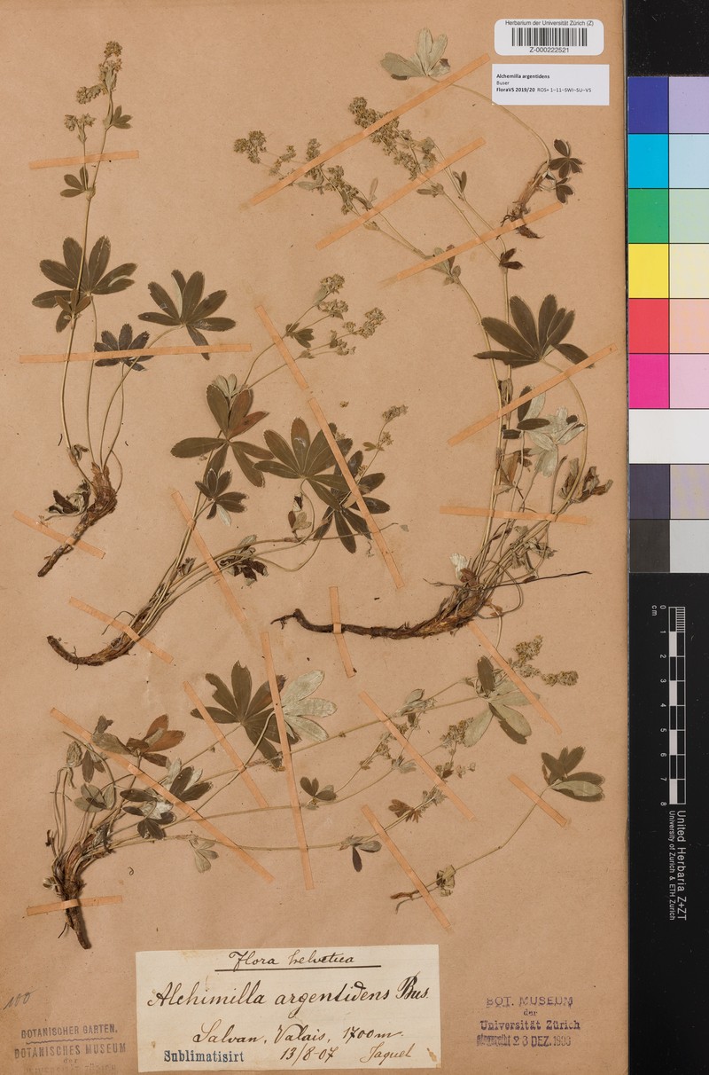 Alchemilla argentidens photo 4
