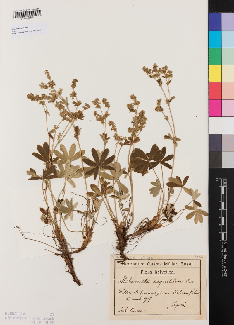 Alchemilla argentidens photo 5