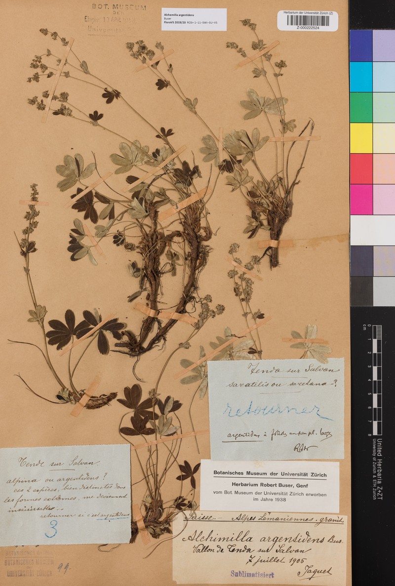Alchemilla argentidens photo 6