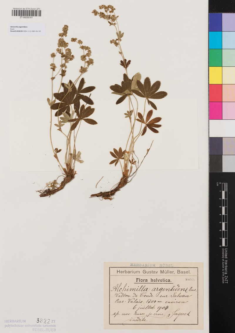 Alchemilla argentidens photo 7