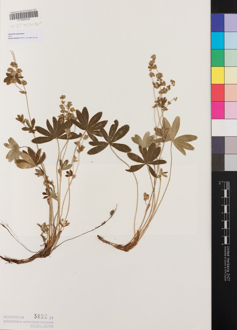 Alchemilla argentidens photo 8