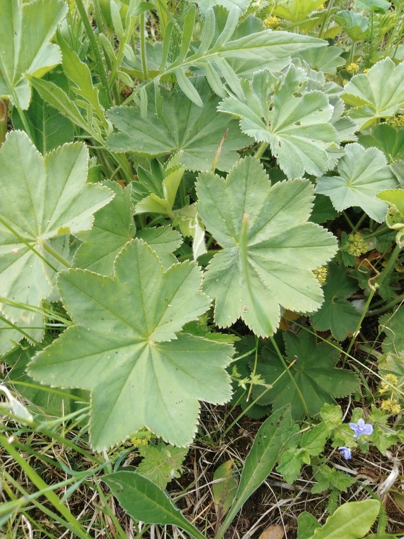 Alchemilla argutiserrata photo 2